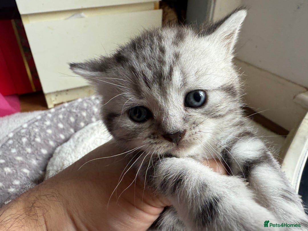 British Shorthair cats for sale: GCCF Rare Show Quality BSH Silver Tabby Kittens - Image 3