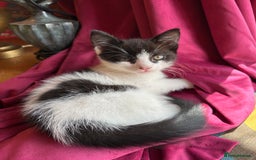 Mixed Breed cats for sale: 7 happy kittens ready for their new home - Image 16
