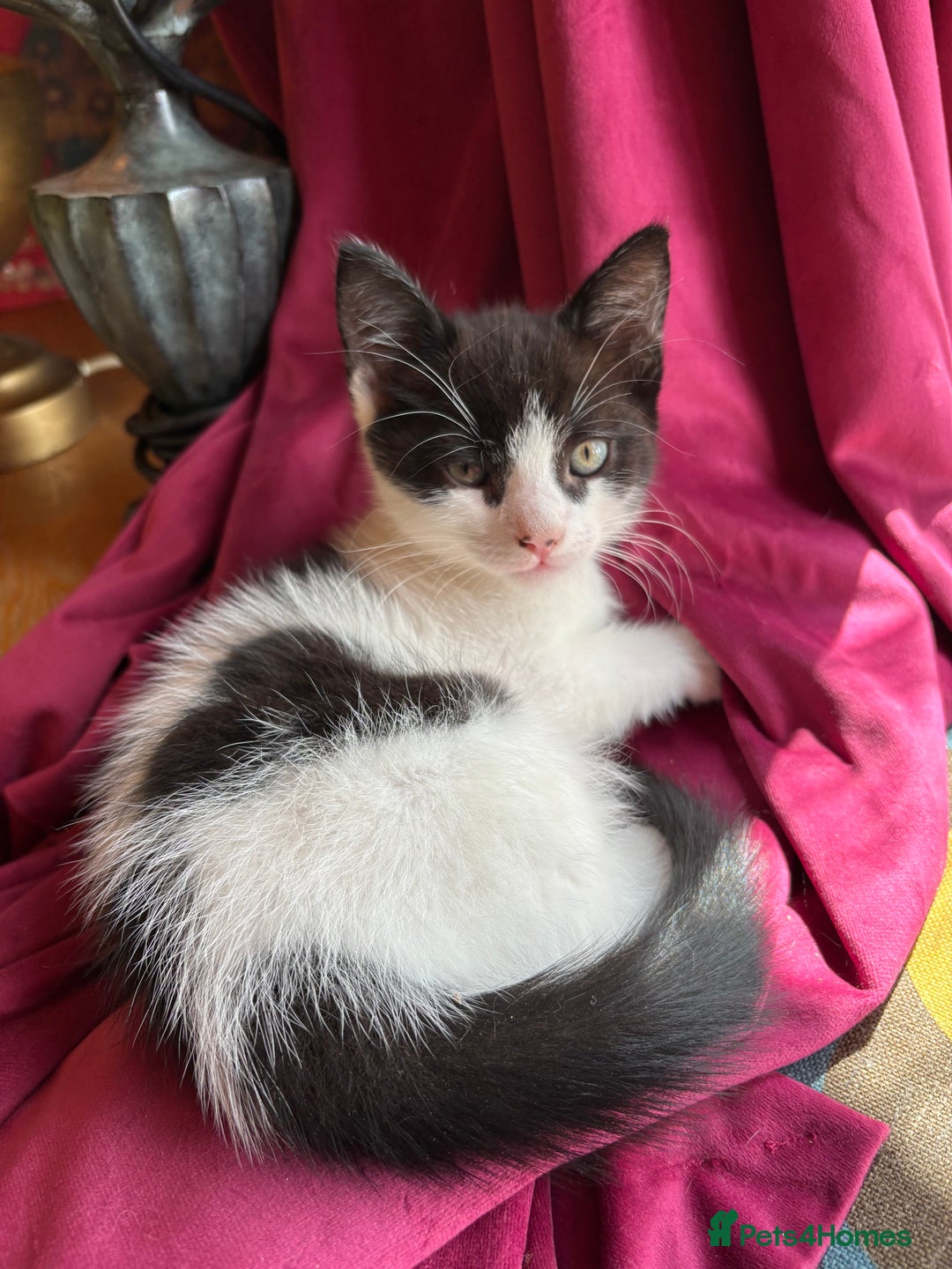Mixed Breed cats for sale: 7 happy kittens ready for their new home - Image 16