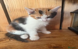 Mixed Breed cats for sale: Kittens ready to leave now - Advert 2