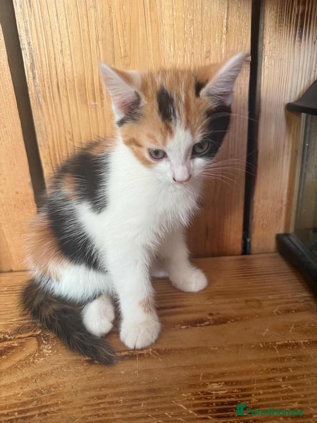 Mixed Breed cats for sale: Kittens ready to leave now - Advert 2