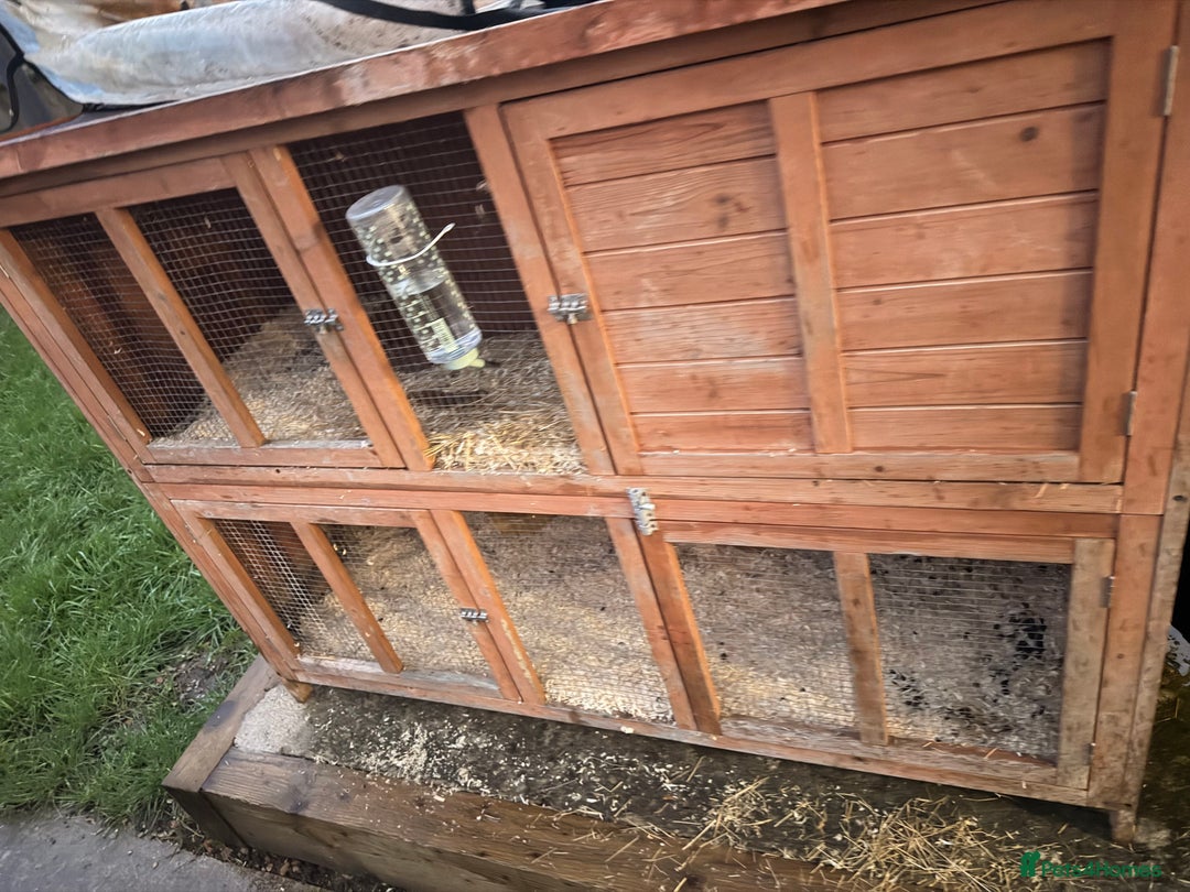 Dwarf Lop rabbits for sale: Female rabbit and hutch and accessories - Advert 1