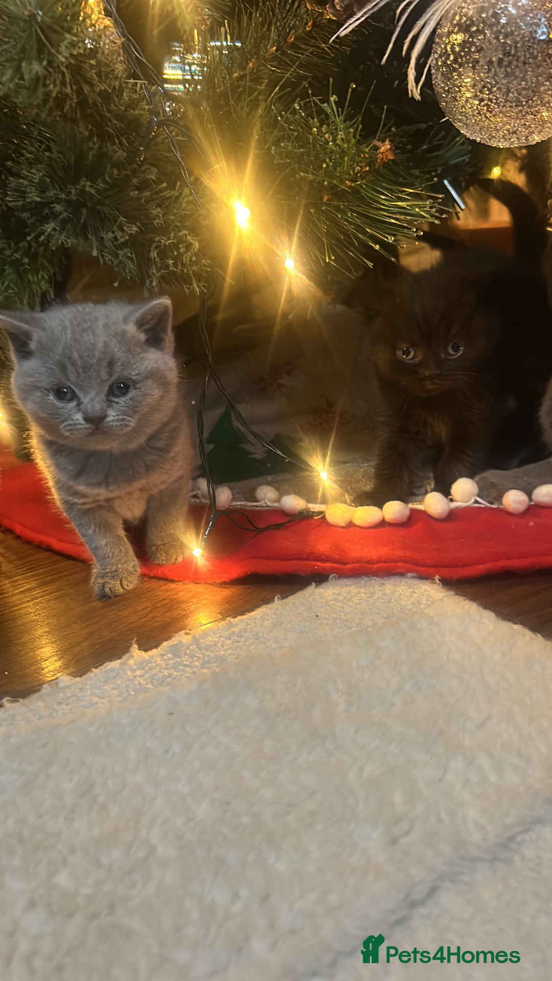 British Shorthair cats for sale: Only 1 girl left!! Pure British shorthair kittens  - Advert 17