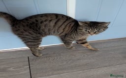 Domestic Shorthair cats for sale: Cats requiring living homes  - Image 6