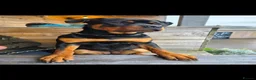 Rottweiler dogs for sale: Stunning Rottweilers - Advert 14