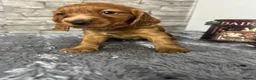 Cocker Spaniel dogs for sale: Cocker Spaniel Puppies - Advert 6