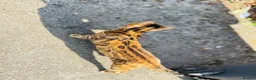 Bengal cats for sale: Ticca registered active male  - Advert 8