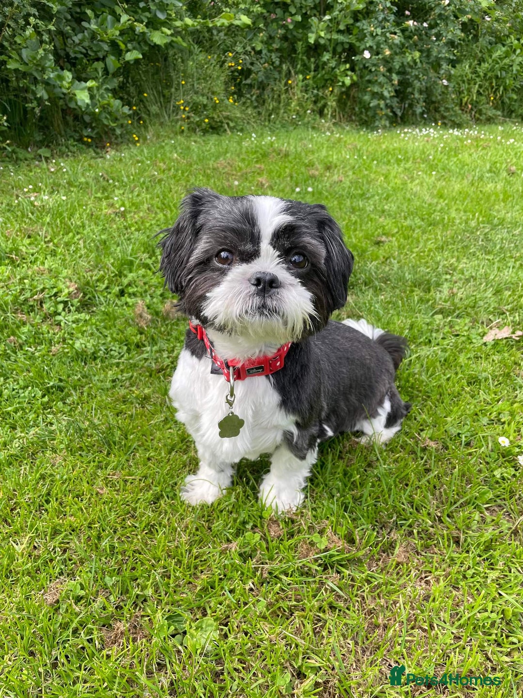 Shih Tzu dogs for sale: Loving Shih Tzu - Advert 1