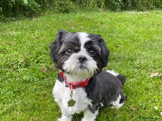 Shih Tzu dogs Loving Shih Tzu - Advert 1