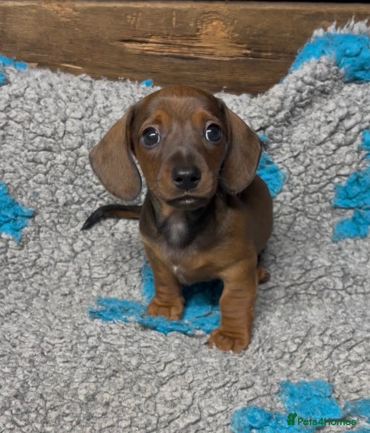 Dachshund dogs KC reg Miniature smooth hair puppy - Advert 6