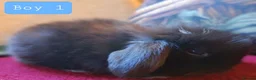 Mini Lop rabbits for sale: 🐰6 Mini Lop x Angora Baby Bunnies for Sale🐰 - Advert 12