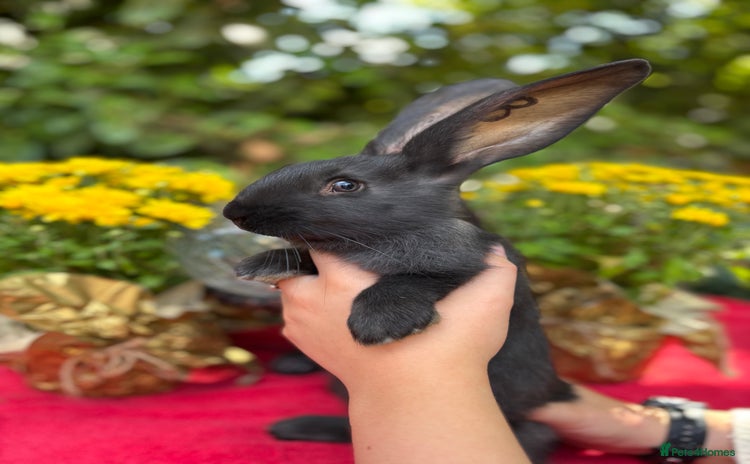 Continental Giant rabbits - Advert 1