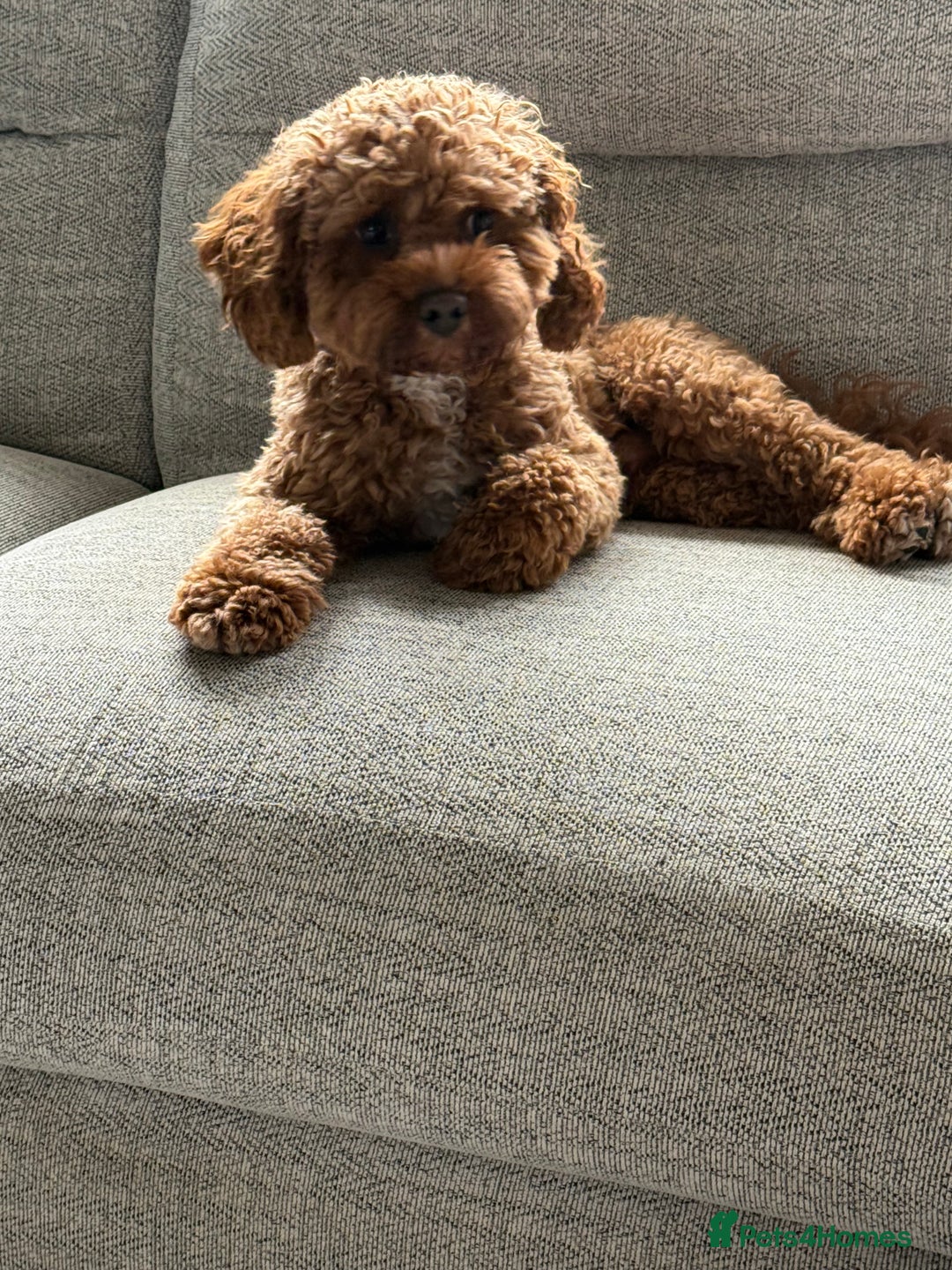 Cavapoo dogs for sale: F2 cavapoo puppies for sale - Advert 12