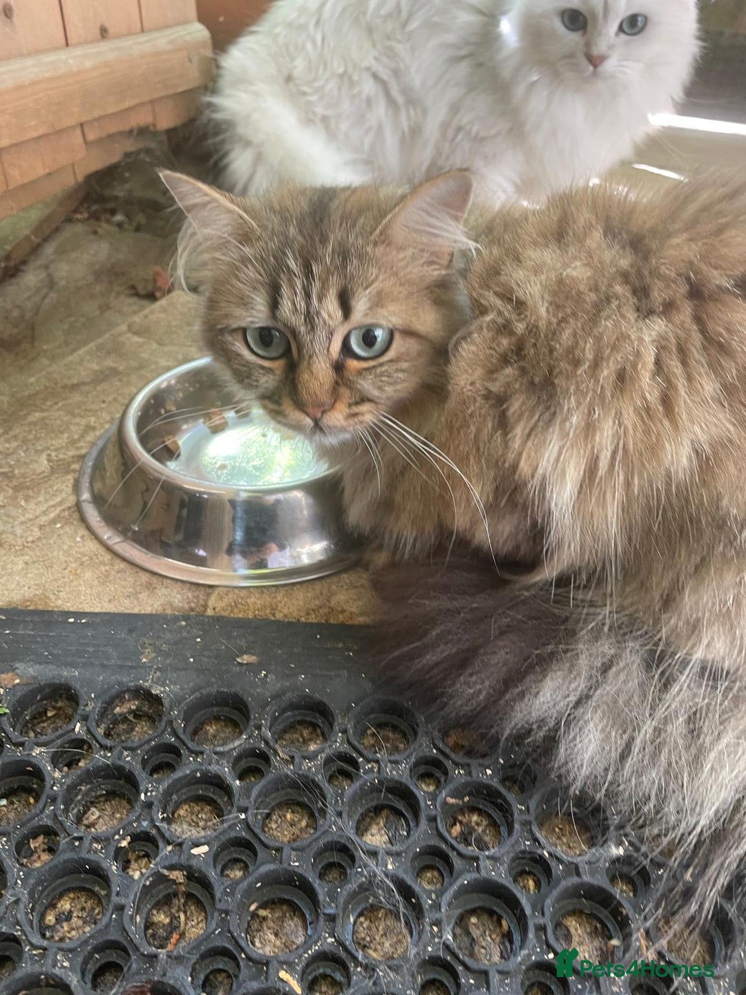 Persian cats for sale: Two Adult Female Persians for sale! - Advert 1