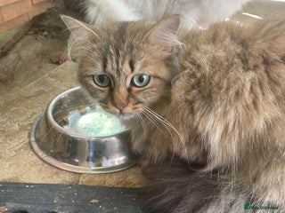 Persian cats Two Adult Female Persians for sale! - Advert 1