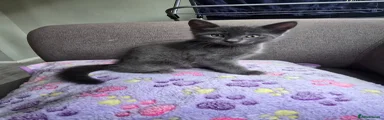 Grey Male Kitten