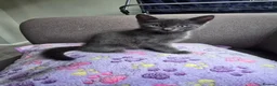 Mixed Breed cats for sale: Beautiful Kittens Ready for Loving Homes - Advert 3