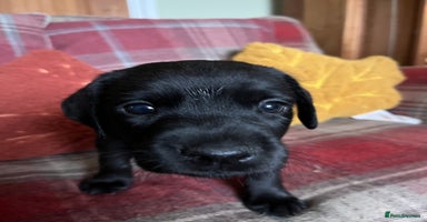 Labrador Retriever dogs - Advert 7