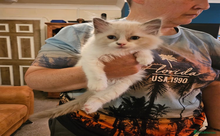 Ragdoll cats - Advert 5