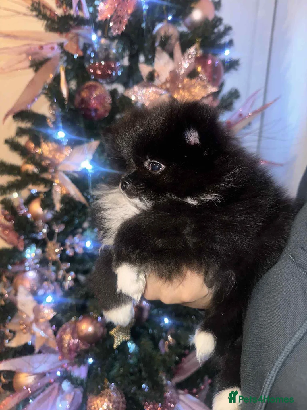 Pomeranian dogs for sale:  Pomeranian puppies  - Advert 15