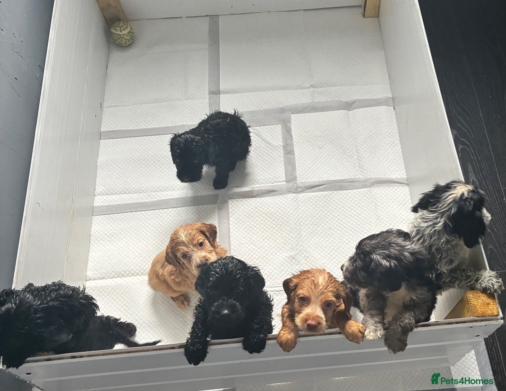 Cockapoo dogs Beautiful Cockapoo Puppies Looking Loving Homes 🐶 - Advert 13
