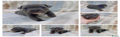 Staffordshire Bull Terrier Puppy 7