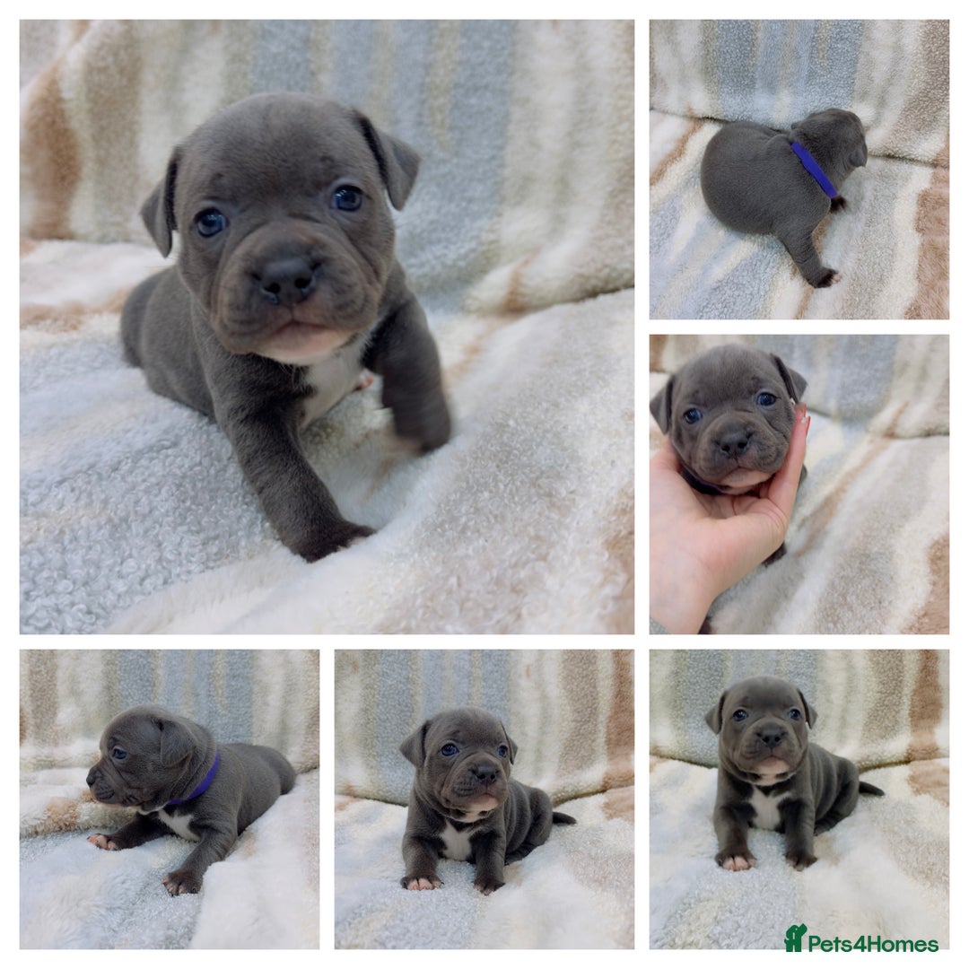 Staffordshire Bull Terrier dogs for sale: ✨🥰🐶 KC Registered Staffordshire Bull Terrier  🐾 - Advert 30