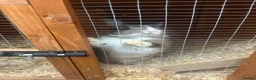 English rabbits for sale: Rabbit for sale  in Canterbury - Advert 3