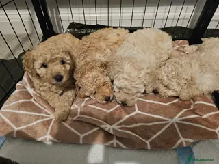 Toy Poodle dogs Beautiful toy/miniature poodle puppies. - Advert 14