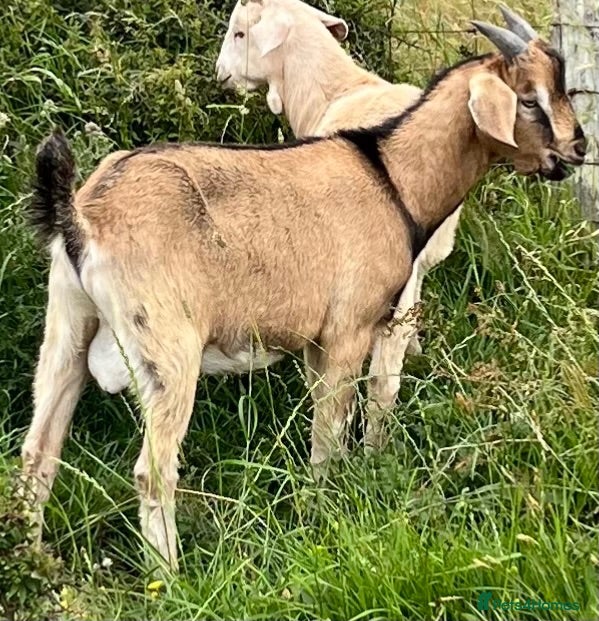 Goats livestock Intact male Anglo Nubian/Toggenburg/Boer cross - Advert 2