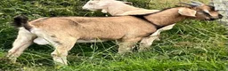 Goats livestock for sale: Intact male Anglo Nubian/Toggenburg/Boer cross - Advert 2
