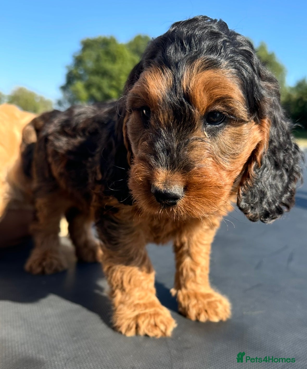 Cockapoo dogs F1 Cockapoos  - Advert 2