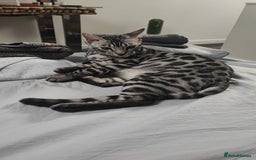 Bengal cats for sale: Sensational Silver Bengal boy requires new family  - Image 37
