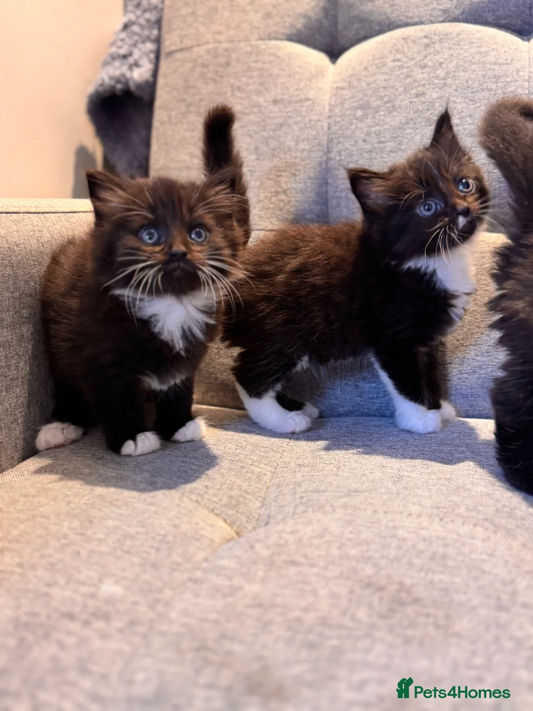 Mixed Breed cats for sale: Fluffy little cat ready for new home  in London - Advert 2