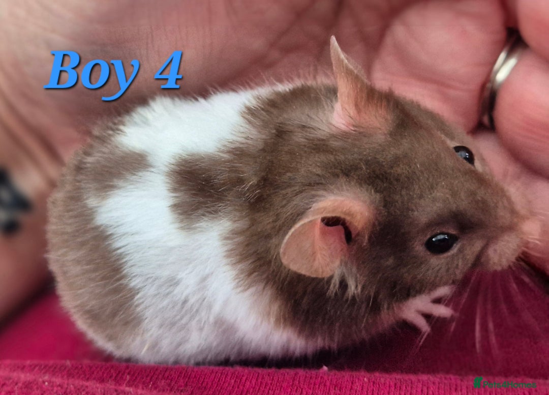 Hamster rodents for sale: Hamsters available - Image 2