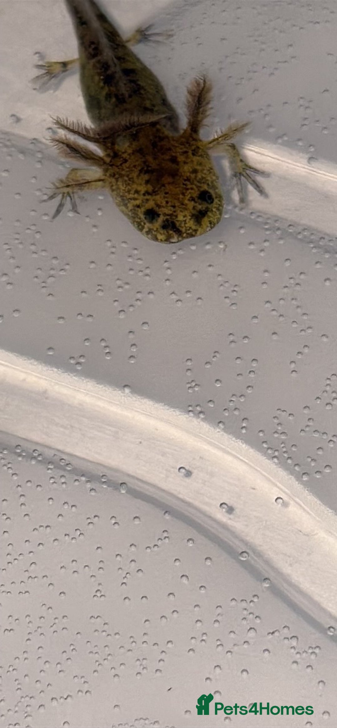 Axolotl reptiles for sale: Juvenile axolotl  - Advert 8