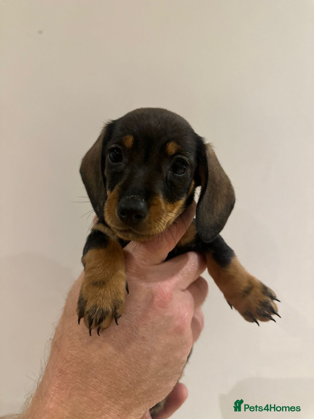 Dachshund dogs for sale: Dachshund puppies  - Advert 33