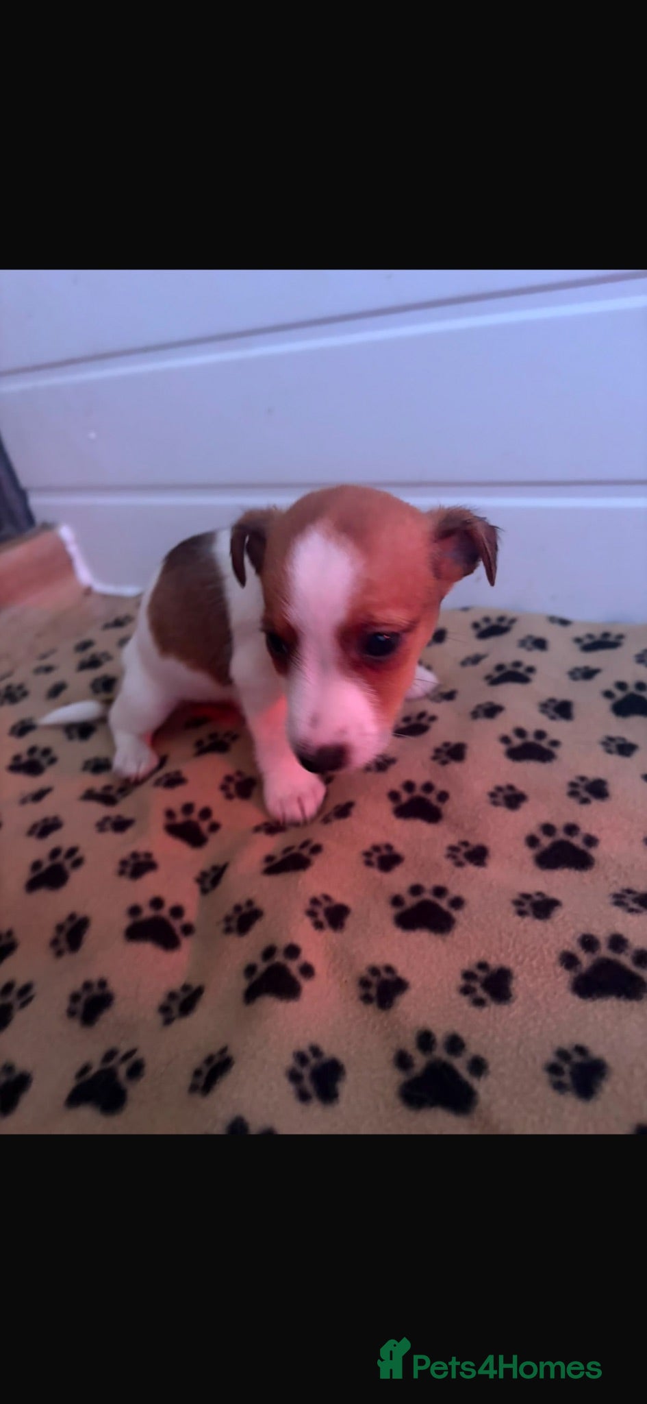 Jack Russell dogs Mini jack Russell puppies - Advert 5