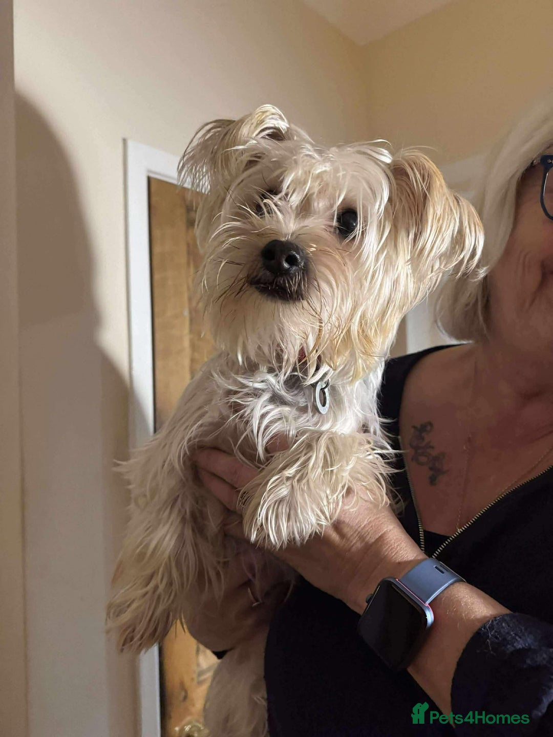 Yorkshire Terrier dogs for adoption: Posie. Hingham Norfolk  - Advert 5