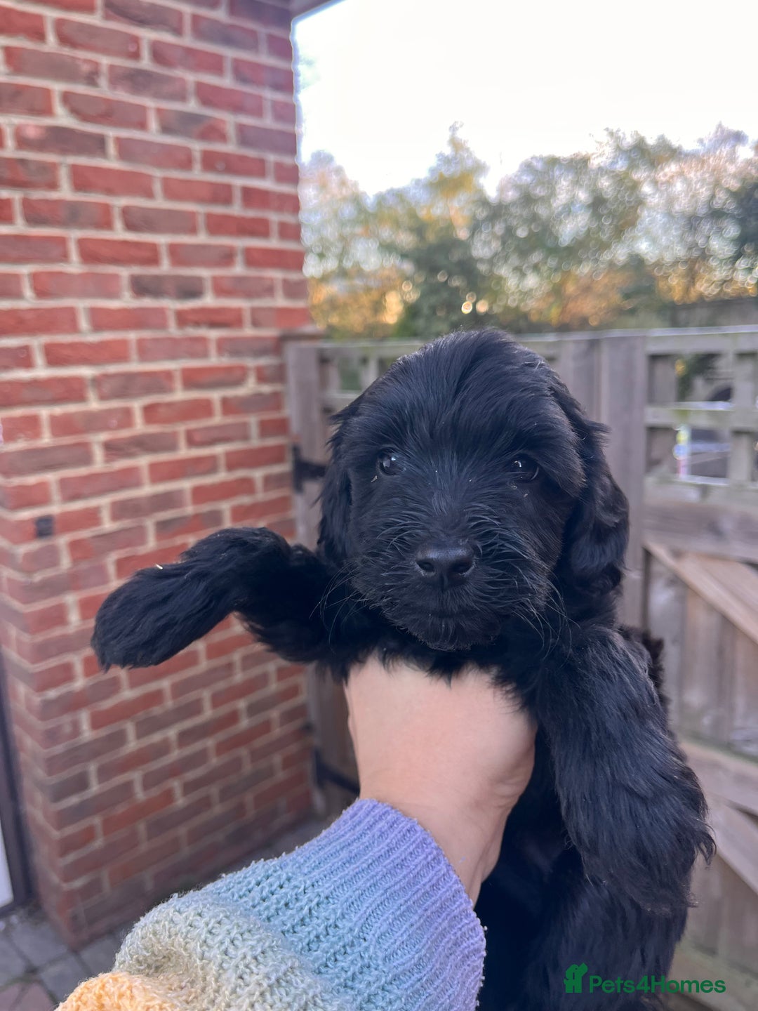 Australian Labradoodle dogs for sale: Home raised, DNA tested, Australian Labradoodles - Advert 27