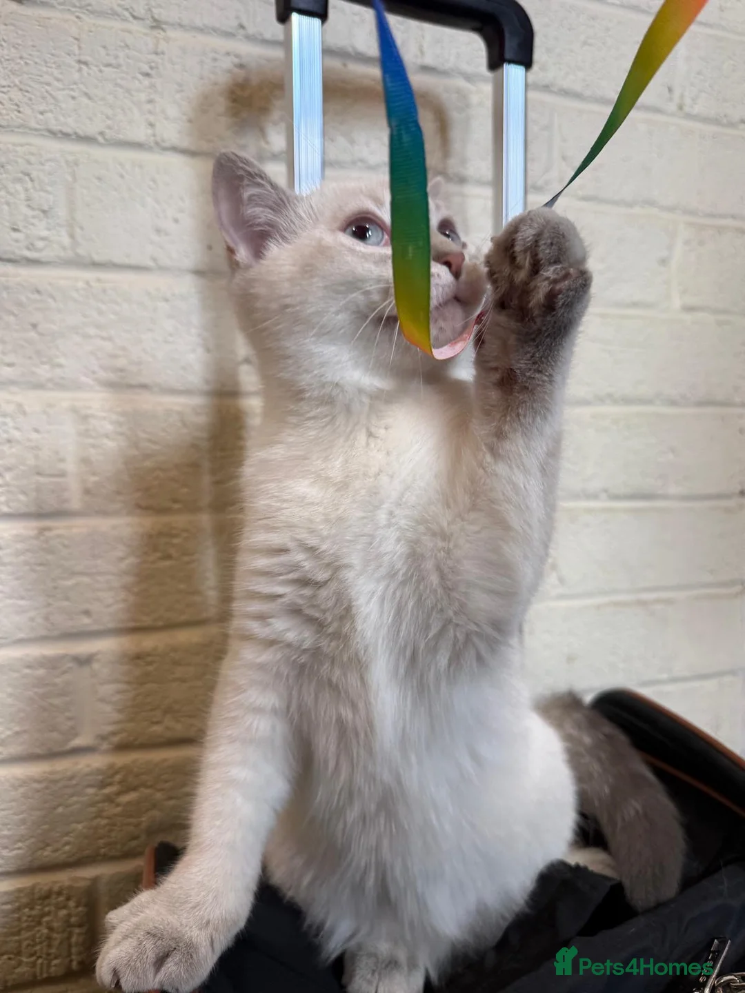 British Shorthair cats for sale: Adorable kittens, British short hair for rehome in London - Advert 15