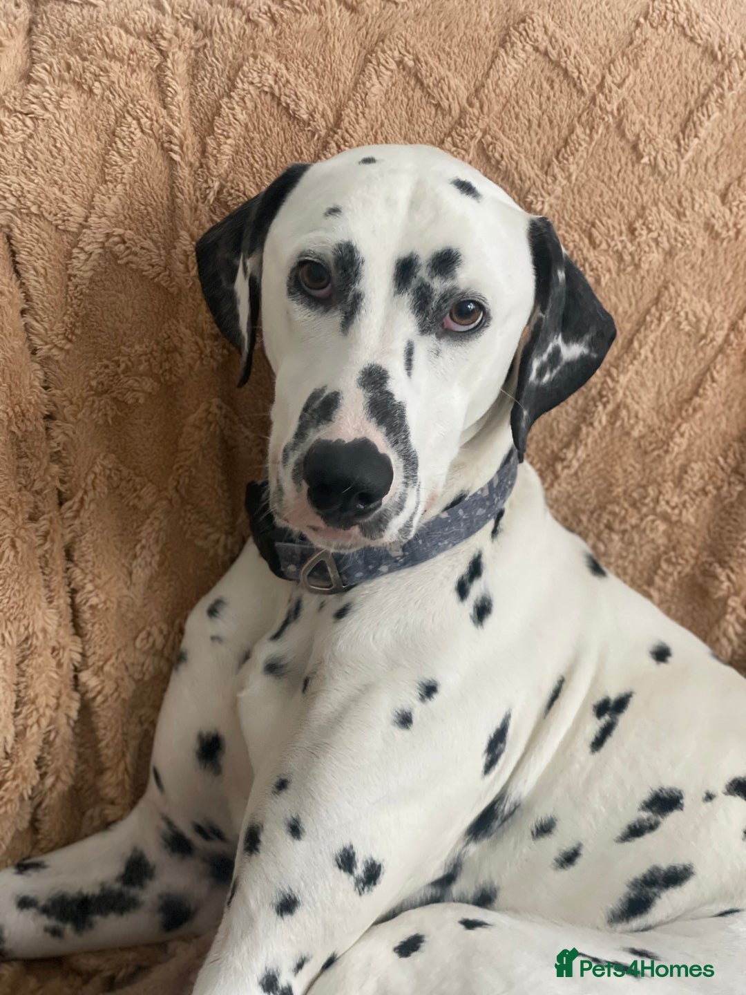 Dalmatian dogs for sale: Potential rehome - male LUA Dalmatian  - Advert 20