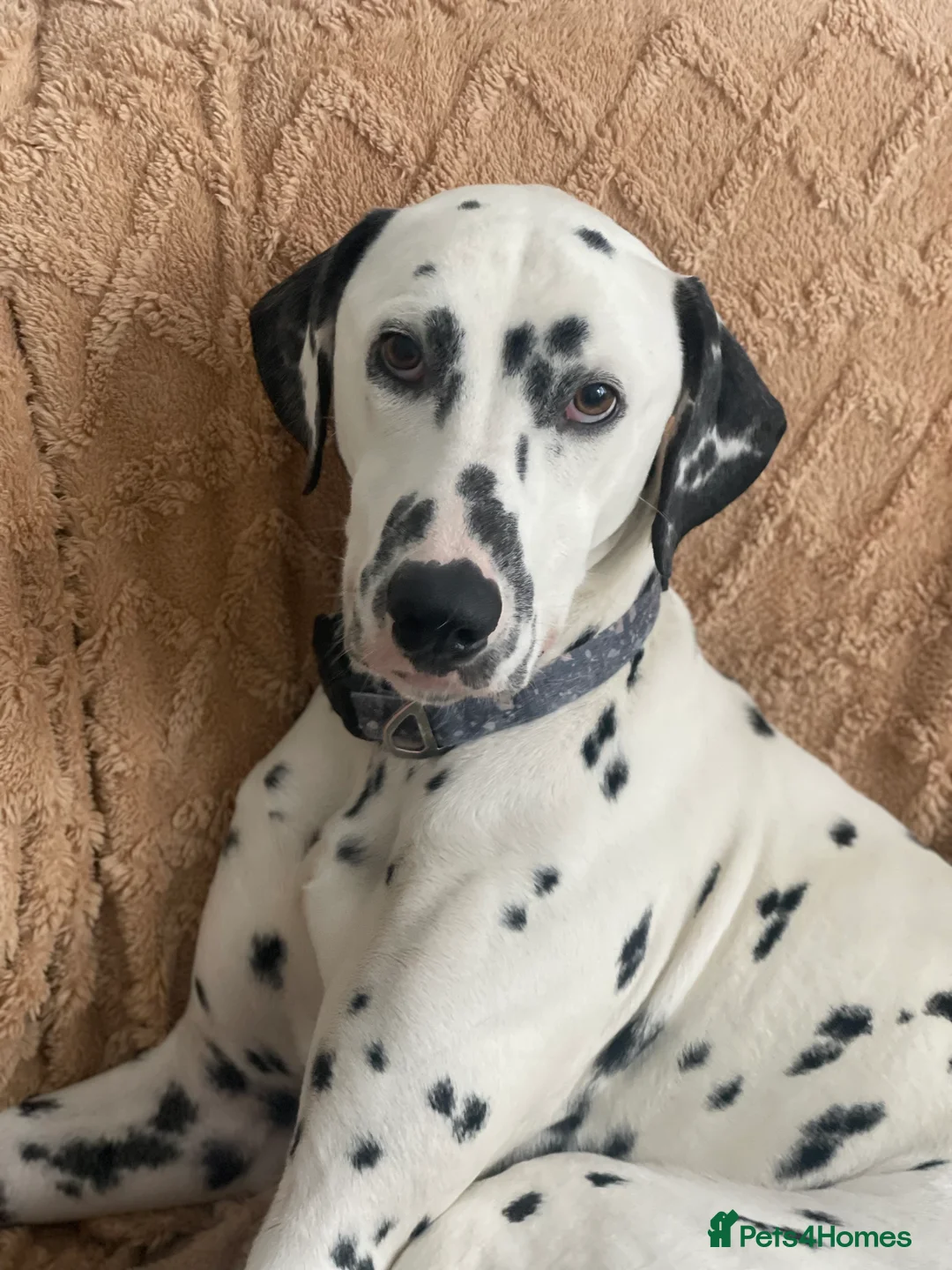 Dalmatian dogs for sale: Potential rehome - male LUA Dalmatian  - Advert 20