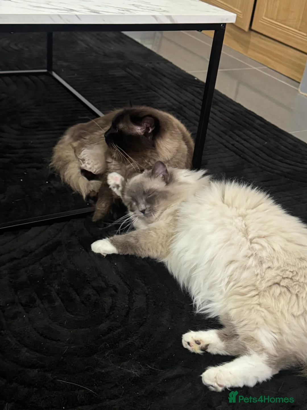 Ragdoll cats for sale: Ragdoll kittens - Advert 2