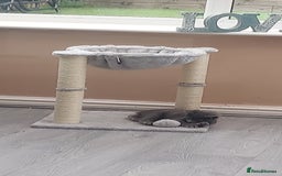 British Shorthair cats for sale: Full grey british short hair kittens  - Image 2