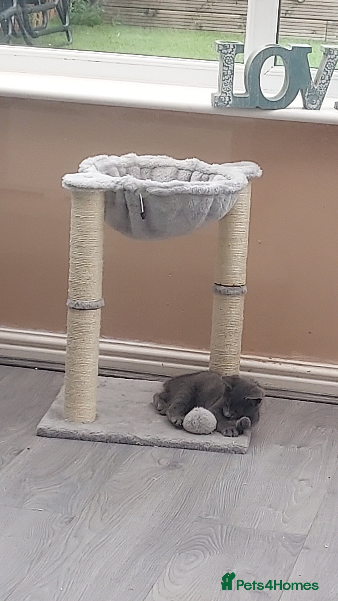 British Shorthair cats for sale: Full grey british short hair kittens  - Image 2