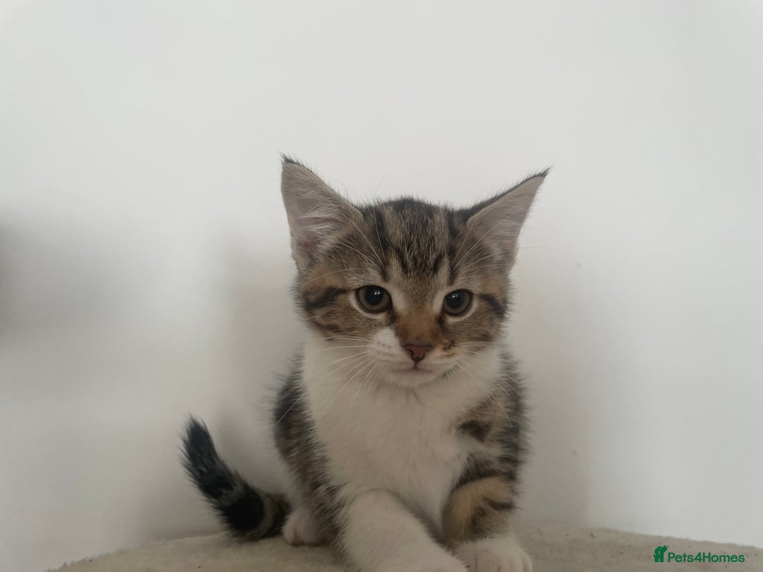 Mixed Breed cats for sale: Gorgeous tabby kittens are looking for new home  - Image 16