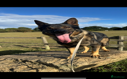 German Shepherd dogs for sale: GSD male for sale  - Image 2