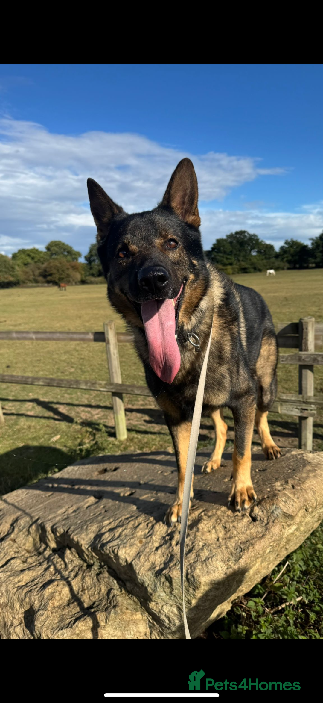 German Shepherd dogs for sale: GSD male for sale  - Image 2
