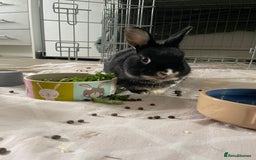Netherland Dwarf rabbits for sale: Sweet Boy Looking for a New Forever Home - Image 3